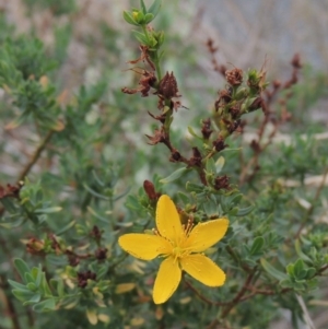 Hypericum perforatum at Banks, ACT - 3 Mar 2020 07:14 PM