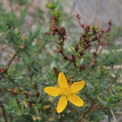 Hypericum perforatum (St John's Wort) at Banks, ACT - 3 Mar 2020 by MichaelBedingfield