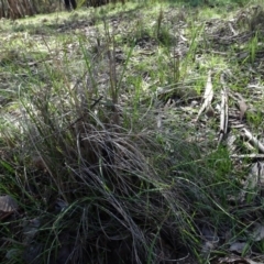 Rytidosperma pallidum (Red-anther Wallaby Grass) at Bookham, NSW - 29 Jul 2020 by AndyRussell