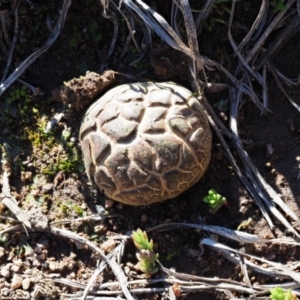 Scleroderma sp. at Latham, ACT - 26 Jun 2020