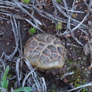 Scleroderma sp. at Latham, ACT - 26 Jun 2020