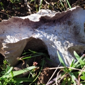 Calvatia cyathiformis at Latham, ACT - 26 Jun 2020