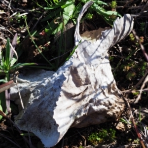 Calvatia cyathiformis at Latham, ACT - 26 Jun 2020