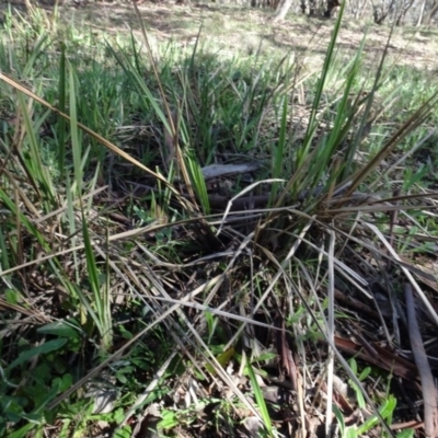 Dianella revoluta var. revoluta (Black-Anther Flax Lily) at Bookham, NSW - 29 Jul 2020 by AndyRussell