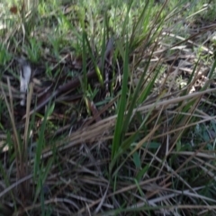 Dianella revoluta var. revoluta at Bookham, NSW - 29 Jul 2020