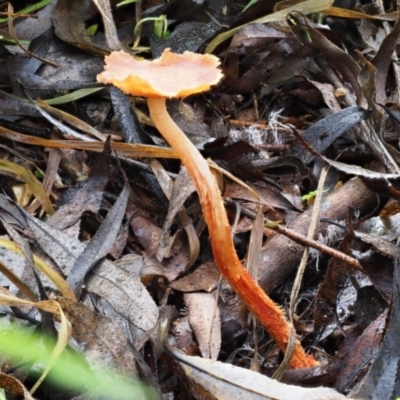 zz agaric (stem; gills not white/cream) at Umbagong District Park - 27 Jun 2020 by Caric