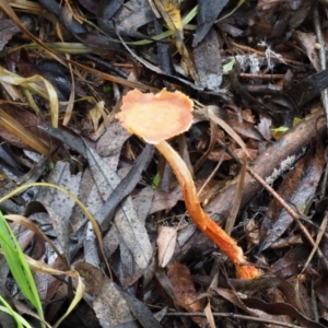 zz agaric (stem; gills not white/cream) at Latham, ACT - 27 Jun 2020 01:34 PM