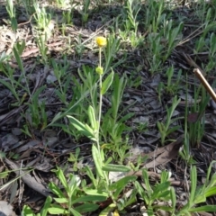 Chrysocephalum apiculatum (Common Everlasting) at Bookham, NSW - 29 Jul 2020 by AndyRussell