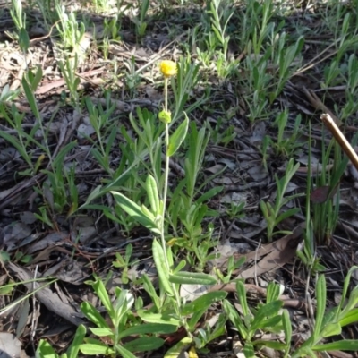 Chrysocephalum apiculatum (Common Everlasting) at Bookham, NSW - 29 Jul 2020 by AndyRussell