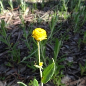 Chrysocephalum apiculatum at Bookham, NSW - 29 Jul 2020 12:21 PM