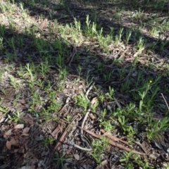 Chrysocephalum apiculatum at Bookham, NSW - 29 Jul 2020 12:21 PM