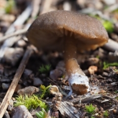 zz agaric (stem; gills not white/cream) at Umbagong District Park - 27 Jun 2020 by Caric