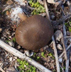 zz agaric (stem; gills not white/cream) at Latham, ACT - 27 Jun 2020