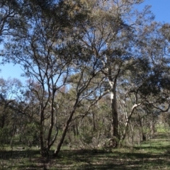 Eucalyptus polyanthemos subsp. polyanthemos (Red Box) at Bookham, NSW - 29 Jul 2020 by AndyRussell