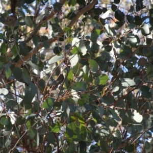 Eucalyptus polyanthemos subsp. polyanthemos at Bookham, NSW - 29 Jul 2020 12:24 PM