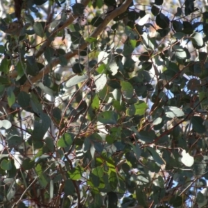 Eucalyptus polyanthemos subsp. polyanthemos at Bookham, NSW - 29 Jul 2020