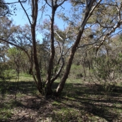 Eucalyptus polyanthemos subsp. polyanthemos at Bookham, NSW - 29 Jul 2020 12:24 PM