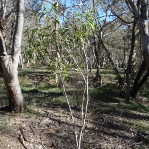 Acacia implexa at Bookham, NSW - 29 Jul 2020