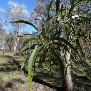 Acacia implexa at Bookham, NSW - 29 Jul 2020 12:25 PM