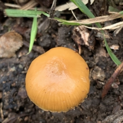 Galerina sp. at Black Range, NSW - 11 Aug 2020 by StephH