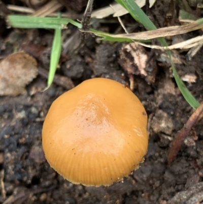 Unidentified Fungus at Black Range, NSW - 11 Aug 2020 by StephH