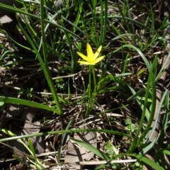 Hypoxis hygrometrica (Golden Weather-grass) at Bookham, NSW - 29 Jul 2020 by AndyRussell