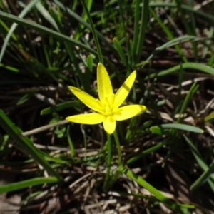 Hypoxis hygrometrica at Bookham, NSW - 29 Jul 2020 12:26 PM