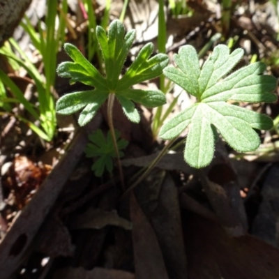 Geranium sp. (Geranium) at Bookham, NSW - 29 Jul 2020 by AndyRussell