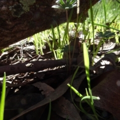 Geranium sp. at Bookham, NSW - 29 Jul 2020 12:27 PM