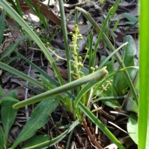 Lomandra filiformis at Bookham, NSW - 29 Jul 2020