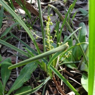 Lomandra filiformis (Wattle Mat-rush) at Bookham, NSW - 29 Jul 2020 by AndyRussell