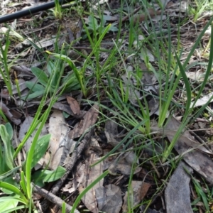 Lomandra filiformis at Bookham, NSW - 29 Jul 2020