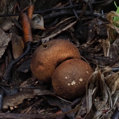 Bovista (A puffball) at Macgregor, ACT - 11 Jul 2020 by Caric