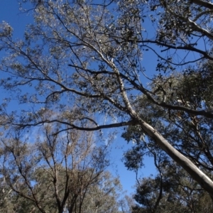 Eucalyptus blakelyi at Bookham, NSW - 29 Jul 2020
