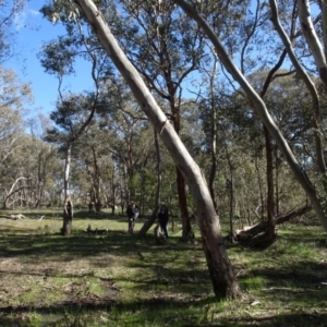 Eucalyptus blakelyi at Bookham, NSW - 29 Jul 2020