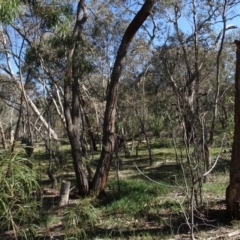 Eucalyptus macrorhyncha (Red Stringybark) at Bookham, NSW - 29 Jul 2020 by AndyRussell