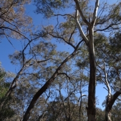 Eucalyptus macrorhyncha at Bookham, NSW - 29 Jul 2020