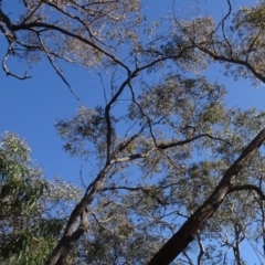 Eucalyptus macrorhyncha at Bookham, NSW - 29 Jul 2020 12:33 PM