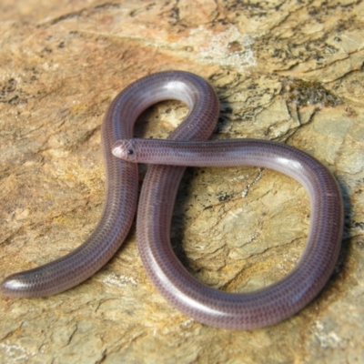 Anilios proximus (Woodland Blind Snake) at West Albury, NSW - 2 Feb 2011 by DamianMichael