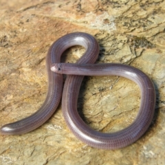 Anilios proximus (Woodland Blind Snake) at Albury - 2 Feb 2011 by Damian Michael