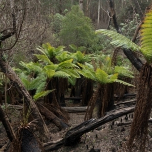 Dicksonia antarctica at Steeple Flat, NSW - suppressed