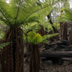 Dicksonia antarctica at Steeple Flat, NSW - suppressed