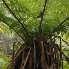 Dicksonia antarctica at Steeple Flat, NSW - suppressed