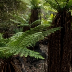 Dicksonia antarctica at Steeple Flat, NSW - suppressed