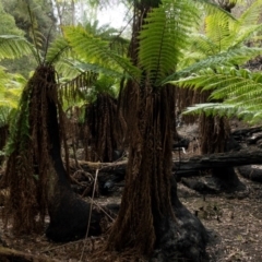 Dicksonia antarctica at Steeple Flat, NSW - suppressed