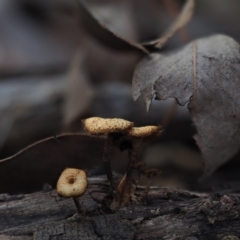 Lentinus arcularius (Fringed Polypore) at Umbagong District Park - 10 Jul 2020 by Caric