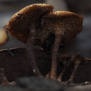 Lentinus arcularius at Macgregor, ACT - 10 Jul 2020