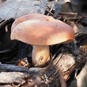 zz agaric (stem; gills white/cream) at Latham, ACT - 24 Jun 2020