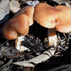 zz agaric (stem; gills white/cream) at Latham, ACT - 24 Jun 2020