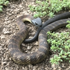 Notechis scutatus (Tiger Snake) at Albury - 22 May 2019 by DamianMichael